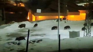 İlçe merkezine inen domuz sürüsü kamerada