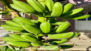 İnat etti, 70 rakımda muz hasadı yaptı