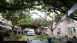 İncirliova Sevgi Yolundaki ağaçlara bakım