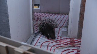 İncirliovada ekiplerin dikkati nesli tehlikedeki oklu kirpiyi kurtardı