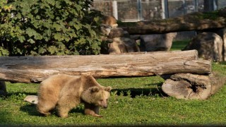 İzmir Doğal Yaşam Parkına siyah jaguar ve bozayı geldi