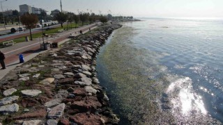 İzmir sahilinde yeşil istila