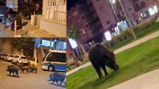 İzmir, sokaklarında domuz sürüleri ile doğal yaşam parkına döndü