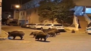 İzmir, sokaklarında domuz sürüleri ile doğal yaşam parkına döndü