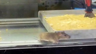 İzmirden iğrenç görüntü: Börek tezgahlarında fare cirit attı