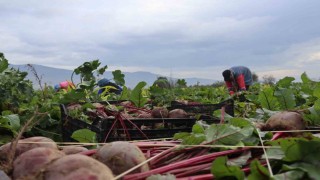 İzmirin bereketli topraklarında ‘Kırmızı elmas mesaisi