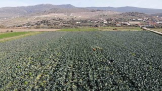 İzmirin verimli tarım arazilerinde yeşil altın hasadı