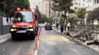 Kadıköyde yola devrilen ağaç paniğe neden oldu