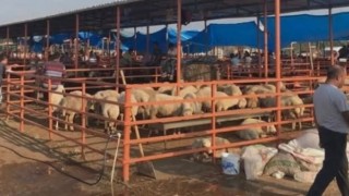 Kadirli’de Canlı Hayvan Pazarı Yeniden Açıldı