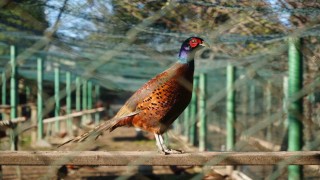 Kahverengi kokarca savaşçıları: 2025te 3 bin sülün doğaya salındı