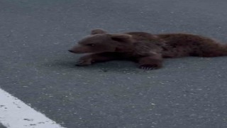 Kara yolundaki yaralı yavru ayı DKMPya teslim edildi