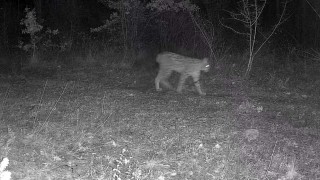 Karabükte vaşak ve yavrusu ile kurt, fotokapana yansıdı