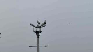 Karabükün simgesi haline gelen leylek dronla görüntülendi
