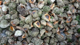 Karadeniz için en büyük iki tehdit: Deniz salyangozu ve taraklı medüz