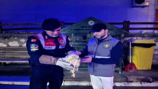 Karamanda kızıl şahin koruma altına alındı
