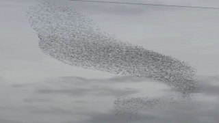 Karapınarda sığırcık kuşları görsel şölen oluşturdu