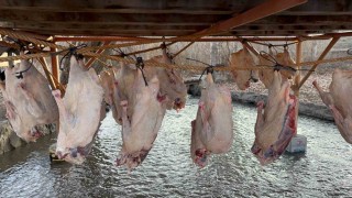 Kars kazı geleneksel yöntemlerle kurutuluyor: Kış sofralarının vazgeçilmezi hazırlanıyor