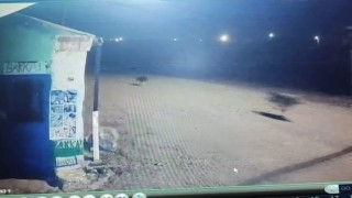 Karsta kurtlar tilkiyi, köpekler kurtları kovaladı