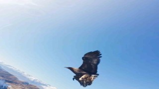 Kartal dronu kaptı, dağın zirvesine bıraktı: O anlar kamerada