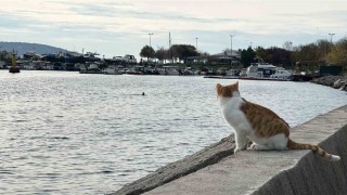 Kartalda üşüten manzara: İki arkadaş soğukta denize girdi