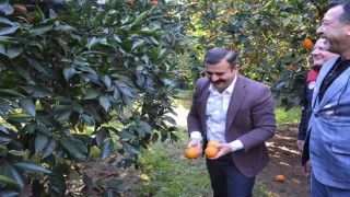 Kaymakam Kumcu, Köyceğiz Portakalı hasadına katıldı