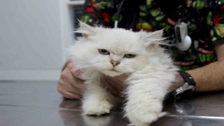 Kedide dünyada görülmemiş anomali: Başarılı operasyonla sağlığına kavuştu