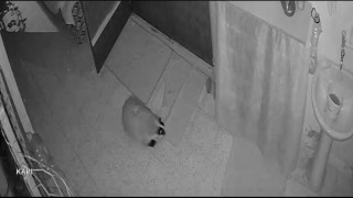 Kedilerinin mamasına dadanan porsuk için evine alarm sistemi kurdu