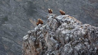 Kemaliyede göçmen akbabalar görüntülendi