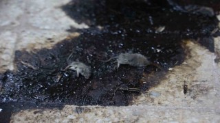 Kiliste hijyen şartlarına aykırı üretim yapan işletmeye 105 bin TL ceza