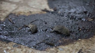 Kiliste mide bulandıran hijyen skandalı: Merdiven altı üretimde fareler bulundu