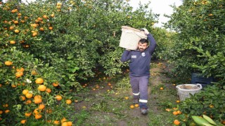 Kilogram fiyatı 2 TLye düşünce dalda çürümeye bırakılmıştı, 320 ton ürün vatandaşlara ücretsiz dağıtıldı