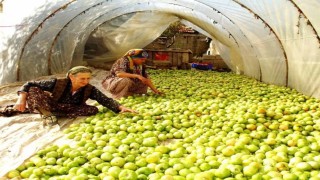 Kırağı vurdu, gök domates seraya taşındı