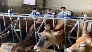 Kırklarelinde büyükbaş hayvan işletmelerinde hastalıktan ari kontrolleri