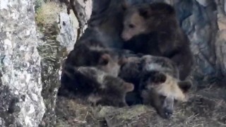 Kış uykusuna yatmaya hazırlanan ayı ailesi böyle görüntülendi