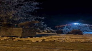 Kış uykusuna yatmayan ayılar böyle görüntülendi