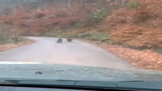 Kış uykusuna yatmayan yavru ayılar kameraya yakalandı