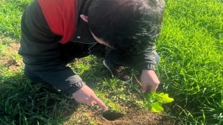 Kofçazda tarla faresine karşı etkin mücadele: Tarım arazilerinde fare tehdidi