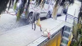 Kokina hırsızı sevimli köpek kameraya yakalandı