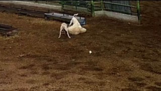 Konyada sokak köpeklerinin saldırdığı koyun telef oldu
