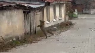 Köpek seslerini duyan tilkinin yaşadığı panik kamerada