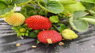 Köprübaşında kış çileği 200 TLden alıcı buluyor