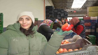 Korkutelinden nar ihracatı başladı