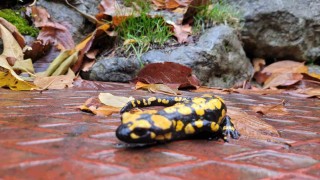 Koruma altındaki Benekli Semenderler Kemaliyede görüntülendi