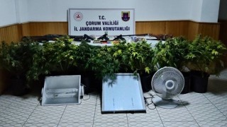 Köy evinde çadır kurup skunk yetiştiren şahsa operasyon