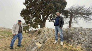 Köy halkı 508 yaşındaki ardıç ağacının tescilini istiyor