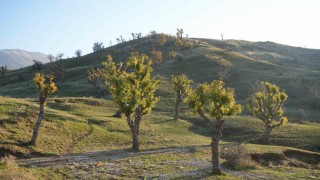 Köylüleri şaşırtan olay: Meşeler kış kapıdayken yeniden yeşerdi