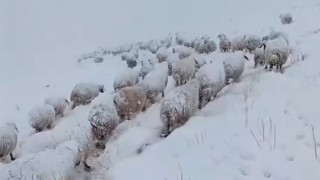 Koyun sürüsünün kar altında zorlu yolculuğu