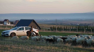 Küçük kız baba mesleği çobanlığı devam ettiriyor: Eşeğinin üzerinde koyunlarını güdüyor