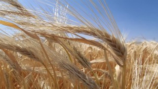 Kuraklık arpa ekimini artırdı