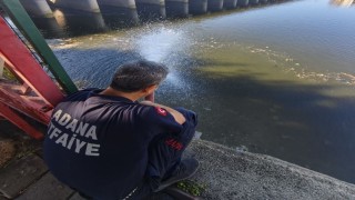 Kuraklık balıkları vurdu